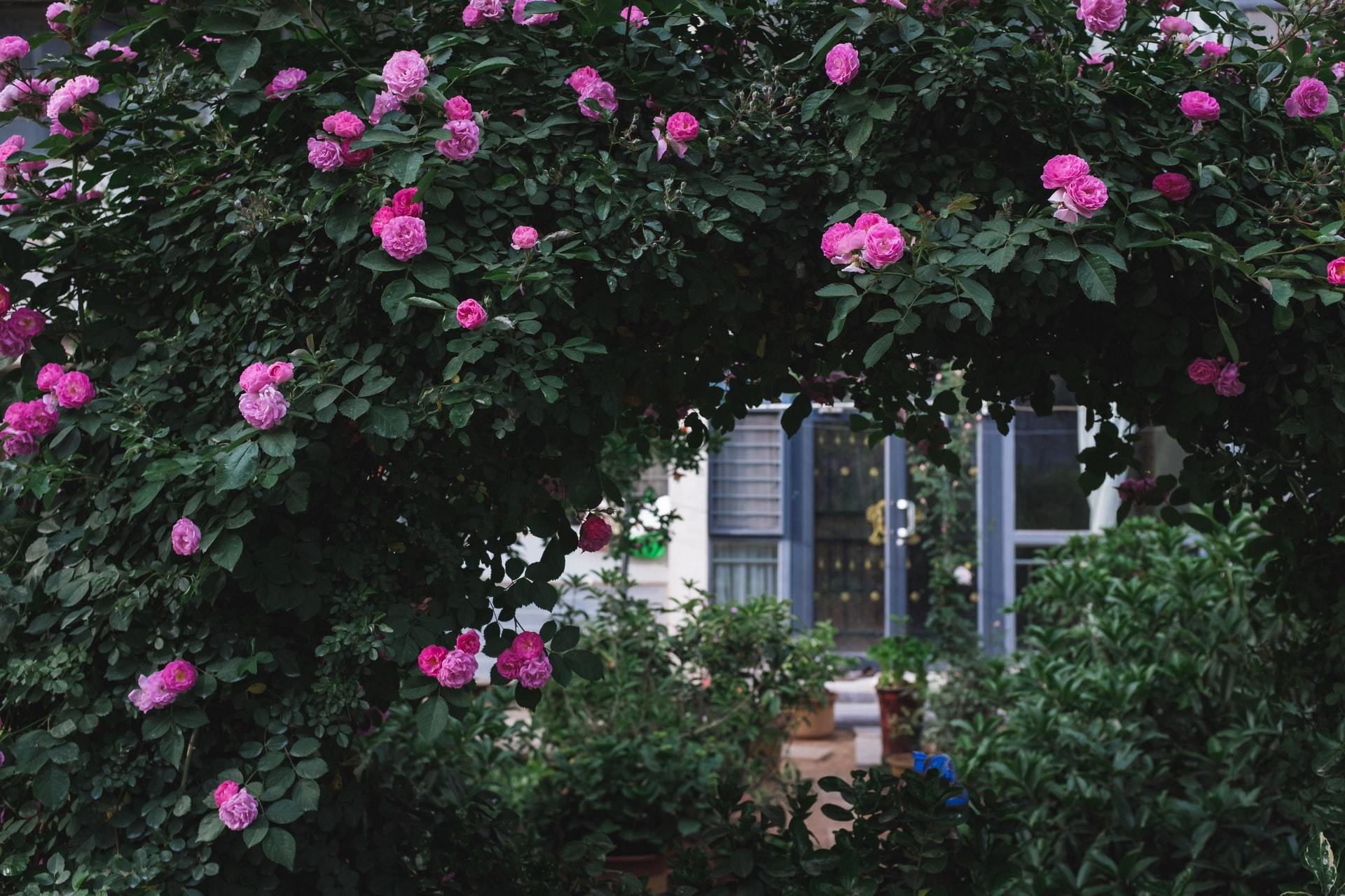 19 Add a Gorgeous Rose Covered Archway