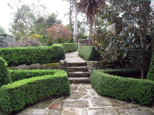 Plant Hedges for Tall Borders