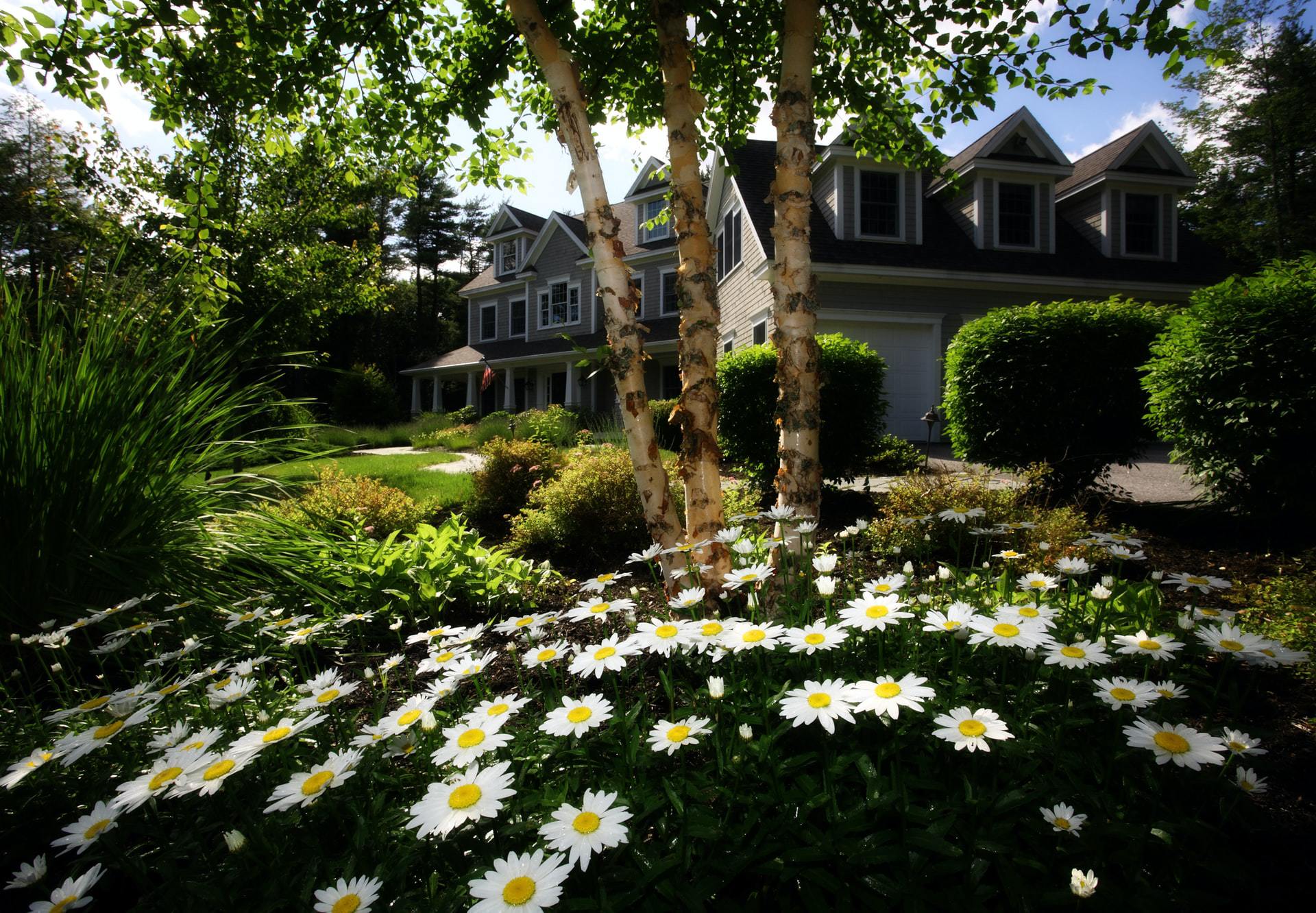 5 Plant Flowering Ground Cover Plants