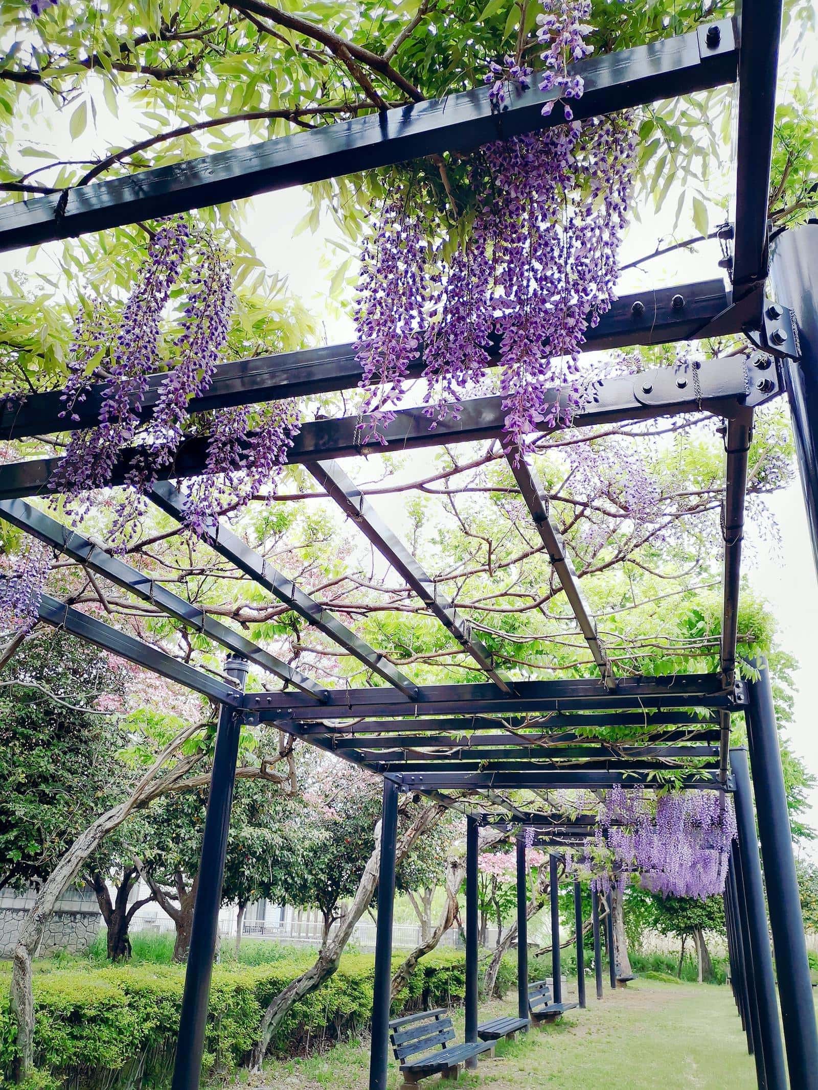 Build an Outdoor Grotto with a Pergola and Climbing Vines