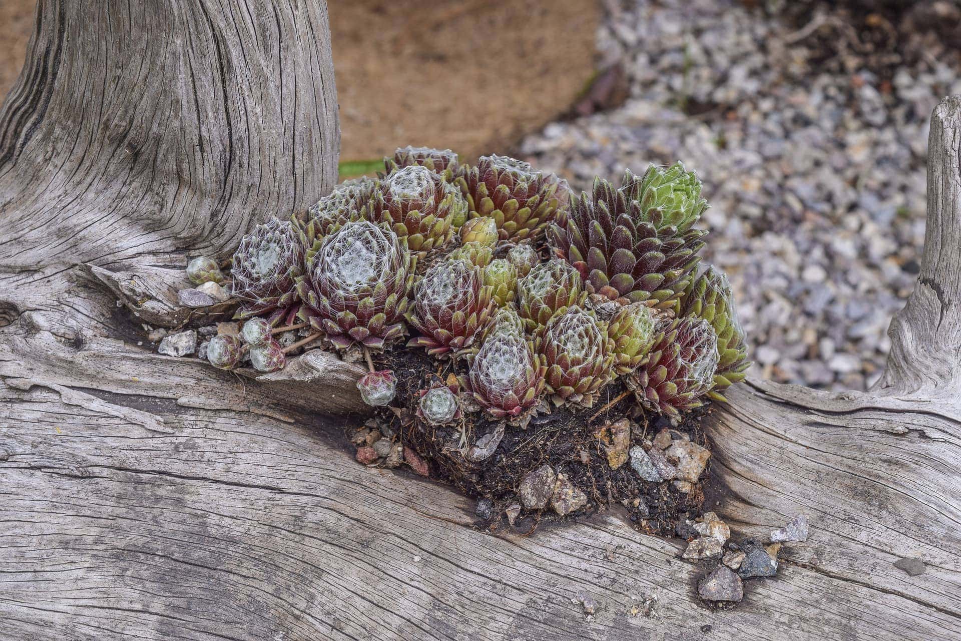 7 Create a Log Succulent Planter