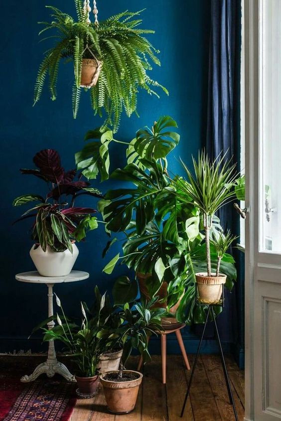 Hanging plants indoors