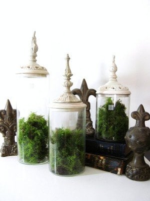 use moss on table settings